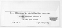 Ramularia lampsanae image